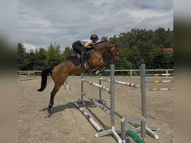 Holsteiner Wallach 4 Jahre 162 cm Brauner in Gleichen