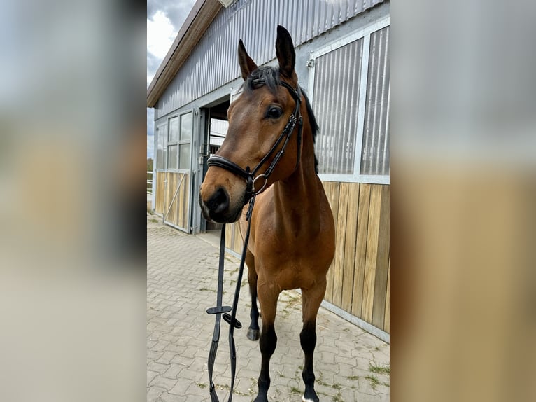 Holsteiner Wallach 4 Jahre 162 cm Brauner in Gleichen