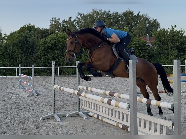 Holsteiner Wallach 4 Jahre 162 cm Brauner in Gleichen