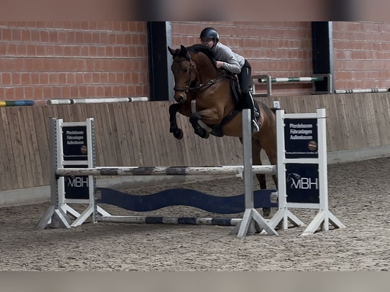 Holsteiner Wallach 4 Jahre 162 cm Brauner in Gleichen