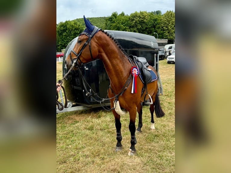 Holsteiner Wallach 4 Jahre 162 cm Brauner in Gleichen