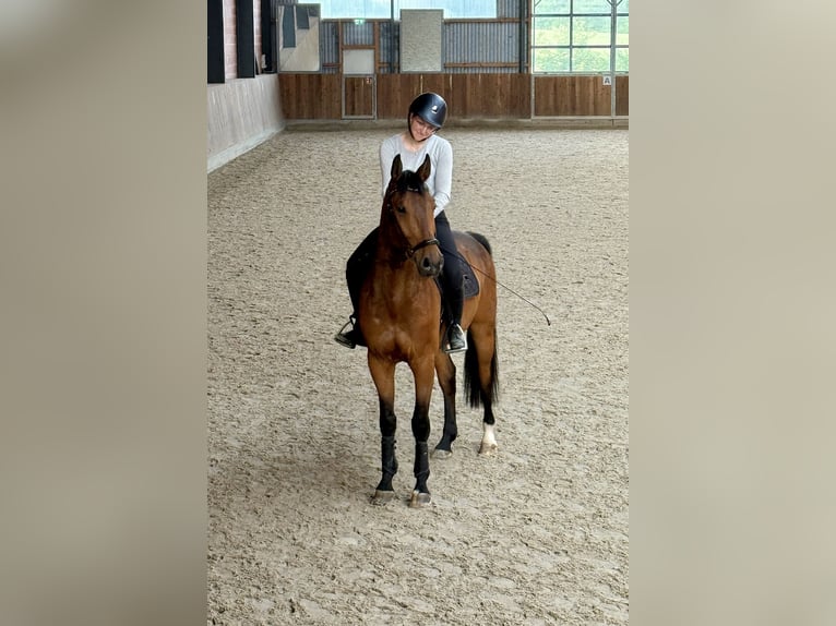 Holsteiner Wallach 4 Jahre 162 cm Brauner in Gleichen