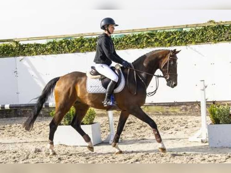 Holsteiner Wallach 4 Jahre 162 cm Brauner in Waddinxveen