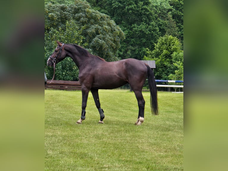 Holsteiner Wallach 4 Jahre 162 cm Schwarzbrauner in Krüzen