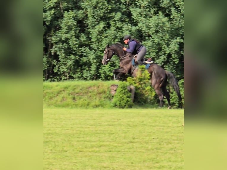 Holsteiner Wallach 4 Jahre 162 cm Schwarzbrauner in Krüzen