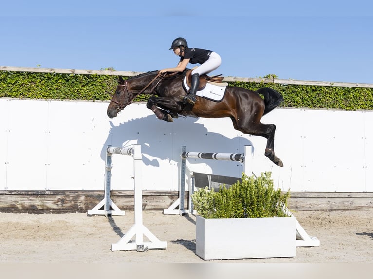 Holsteiner Wallach 4 Jahre 163 cm Brauner in Waddinxveen