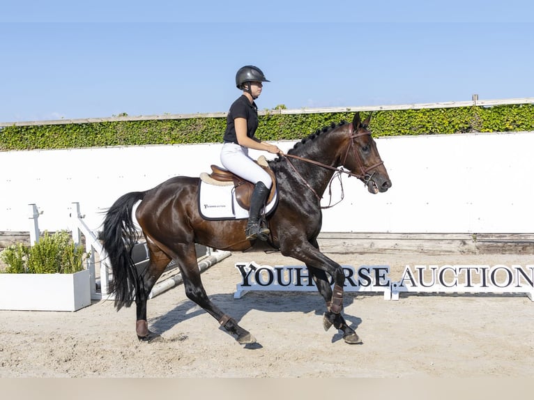 Holsteiner Wallach 4 Jahre 163 cm Brauner in Waddinxveen
