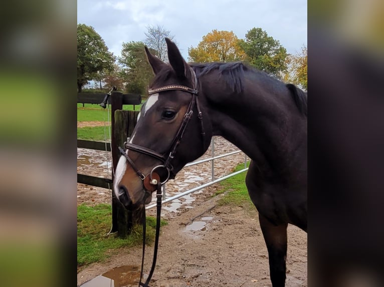 Holsteiner Wallach 4 Jahre 163 cm Dunkelbrauner in Bokel