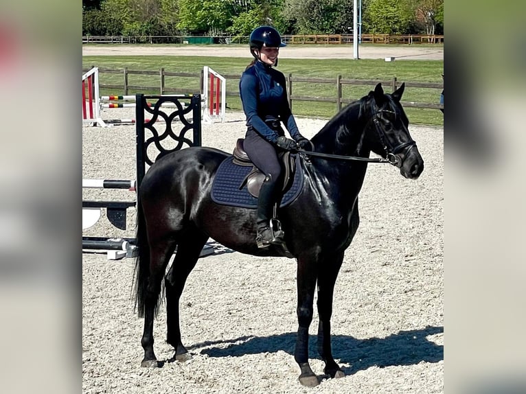 Holsteiner Wallach 4 Jahre 163 cm Rappe in Heidgraben