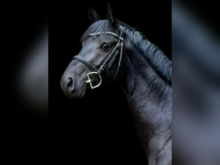 Holsteiner Wallach 4 Jahre 163 cm Rappe in Heidgraben