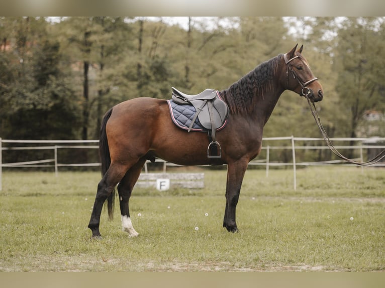 Holsteiner Wallach 4 Jahre 164 cm Brauner in Leutschach Holsteiner Wallach 4 Jahre 164 cm Brauner in Leutschach