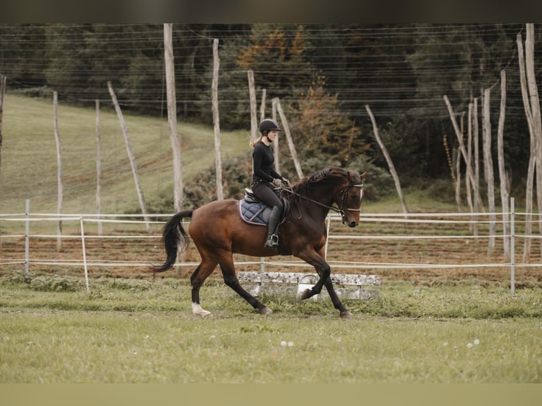 Holsteiner Wallach 4 Jahre 164 cm Brauner in Leutschach Holsteiner Wallach 4 Jahre 164 cm Brauner in Leutschach