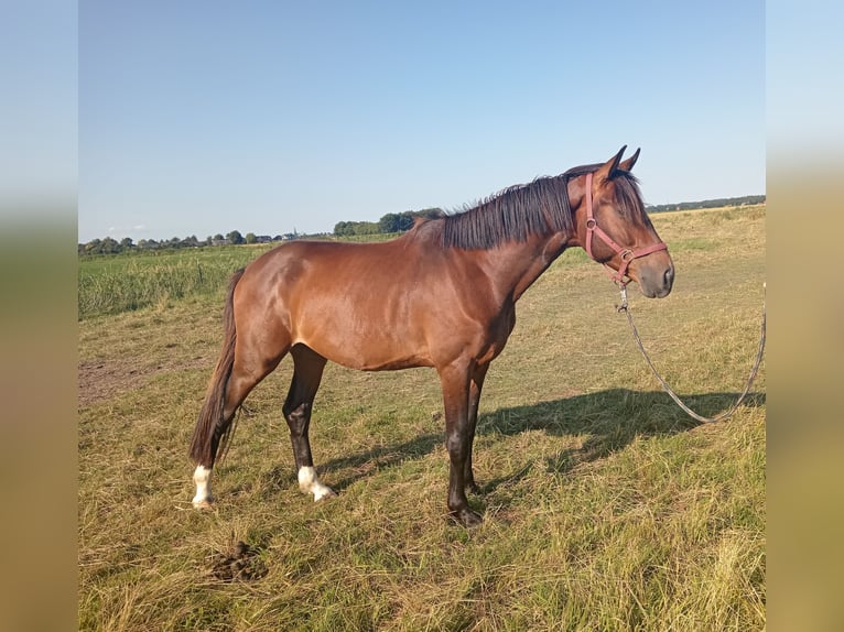 Holsteiner Wallach 4 Jahre 164 cm Brauner in Nordermeldorf