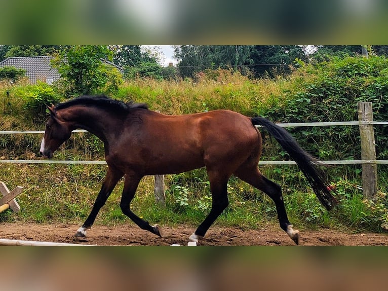 Holsteiner Wallach 4 Jahre 164 cm Brauner in Revensdorf