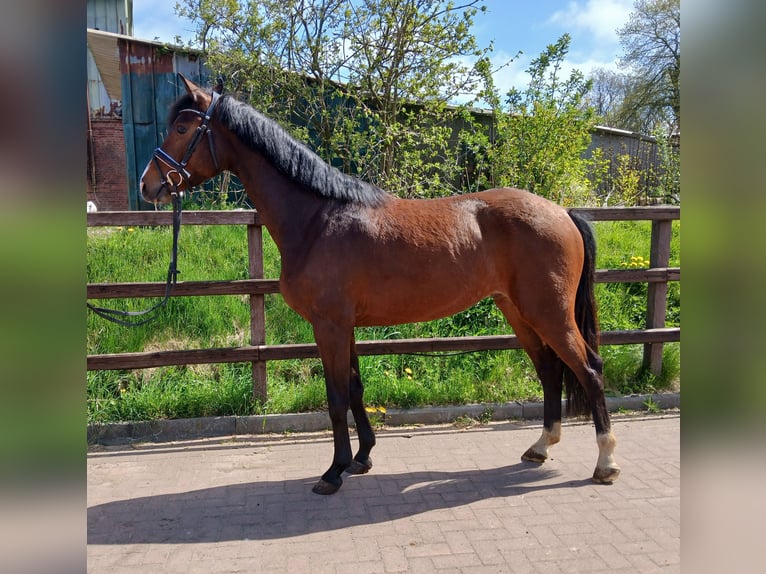 Holsteiner Wallach 4 Jahre 164 cm Brauner in Viöl