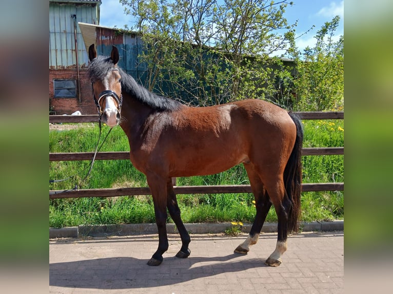 Holsteiner Wallach 4 Jahre 164 cm Brauner in Viöl