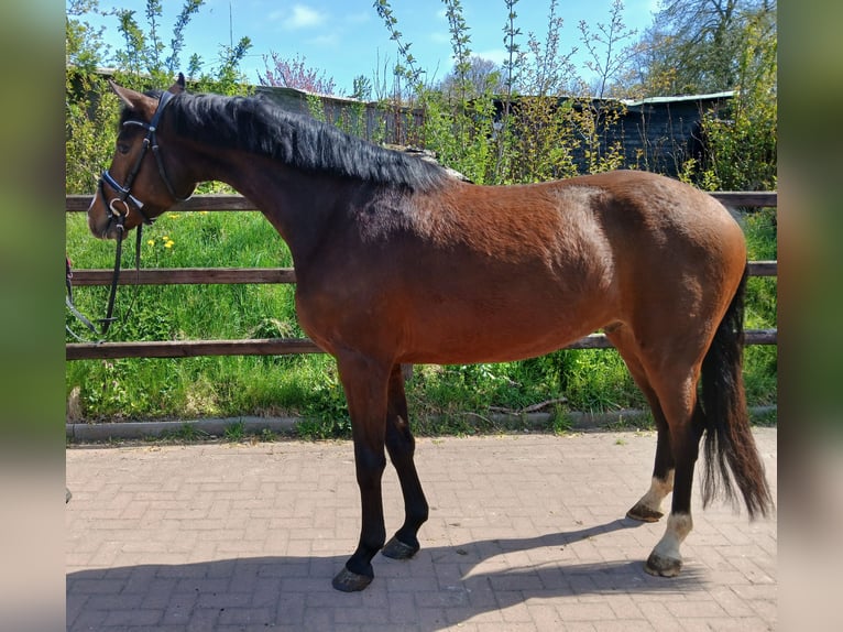 Holsteiner Wallach 4 Jahre 164 cm Brauner in Viöl
