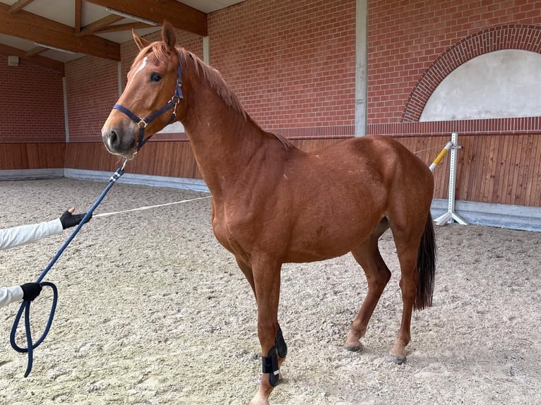 Holsteiner Wallach 4 Jahre 164 cm Fuchs in Hamburg