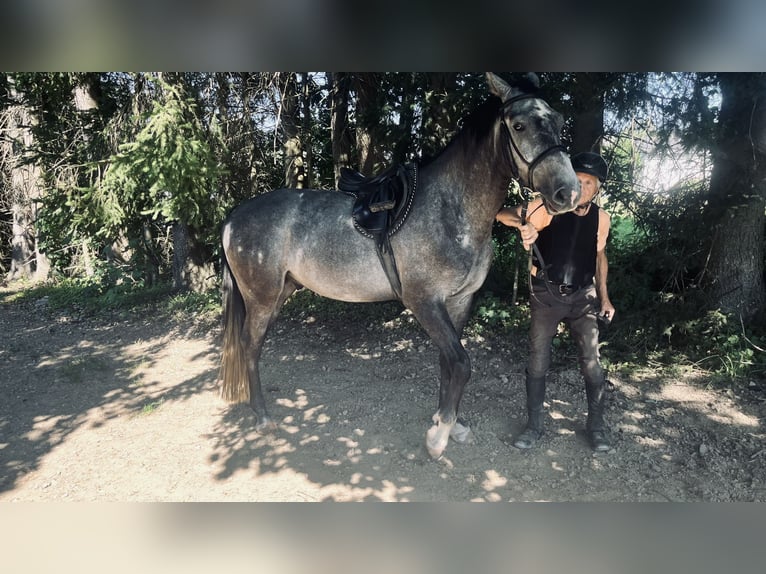 Holsteiner Wallach 4 Jahre 164 cm Schimmel in ReichenbachReichenbach