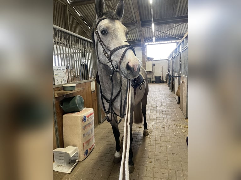 Holsteiner Wallach 4 Jahre 165 cm Apfelschimmel in Eppelheim