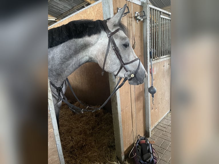 Holsteiner Wallach 4 Jahre 165 cm Apfelschimmel in Eppelheim