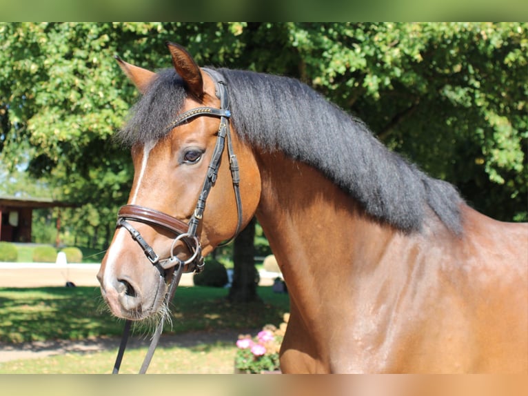 Holsteiner Wallach 4 Jahre 165 cm Brauner in Kayhude