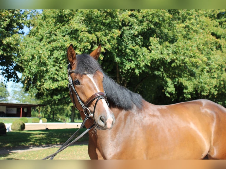Holsteiner Wallach 4 Jahre 165 cm Brauner in Kayhude