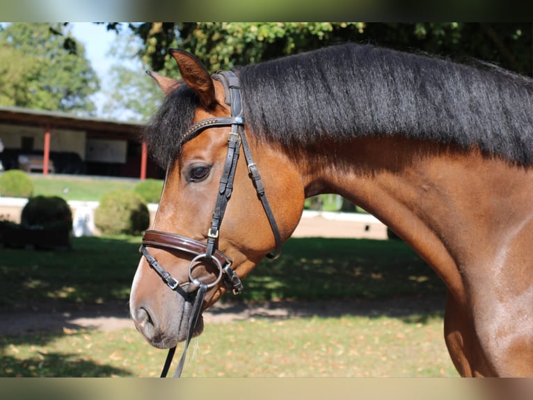 Holsteiner Wallach 4 Jahre 165 cm Brauner in Kayhude