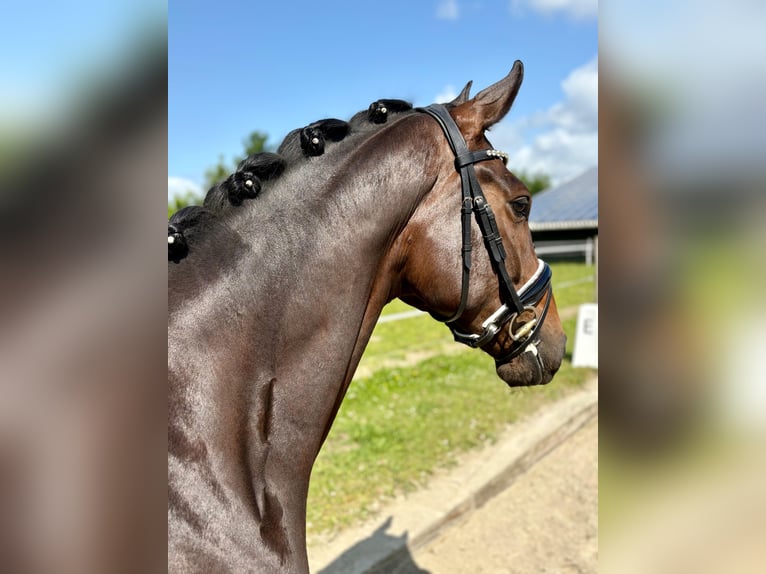Holsteiner Wallach 4 Jahre 165 cm Brauner in Wacken
