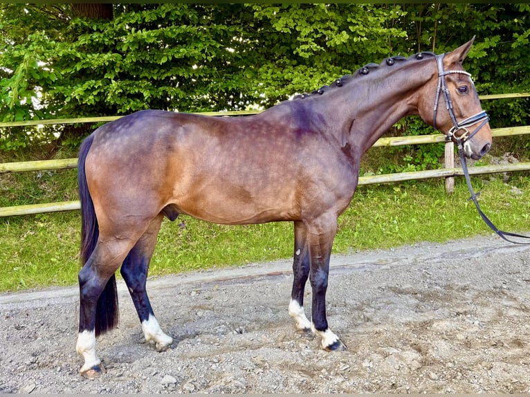 Holsteiner Wallach 4 Jahre 165 cm Brauner in Wacken