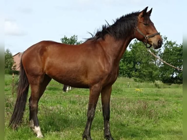 Holsteiner Wallach 4 Jahre 165 cm Brauner in Nordermeldorf