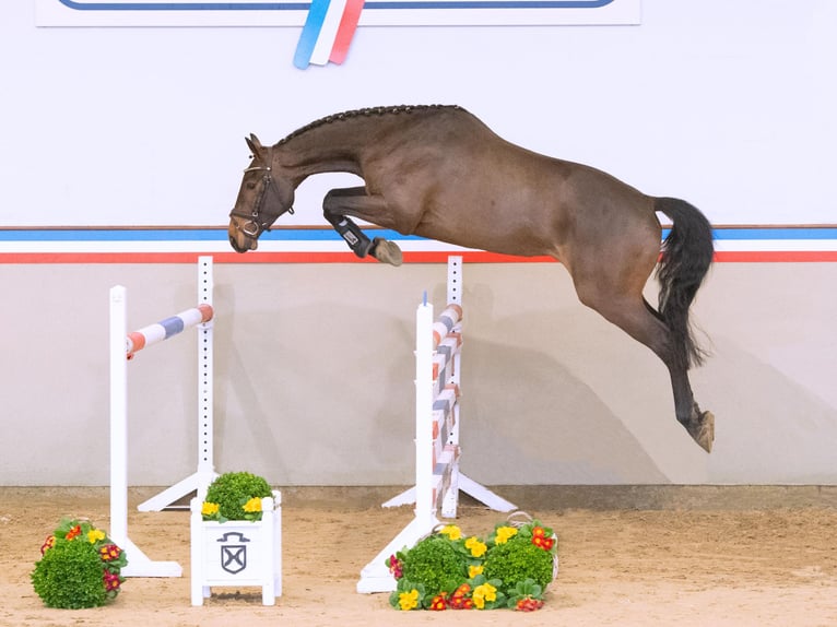 Holsteiner Wallach 4 Jahre 165 cm Brauner in Elmshorn