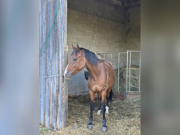 Holsteiner Wallach 4 Jahre 165 cm Brauner in Hahnstätten