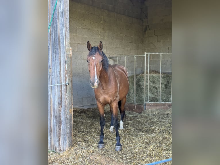 Holsteiner Wallach 4 Jahre 165 cm Brauner in Hahnstätten