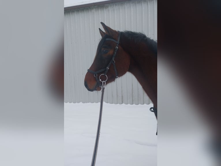 Holsteiner Wallach 4 Jahre 165 cm Brauner in Weddingstedt