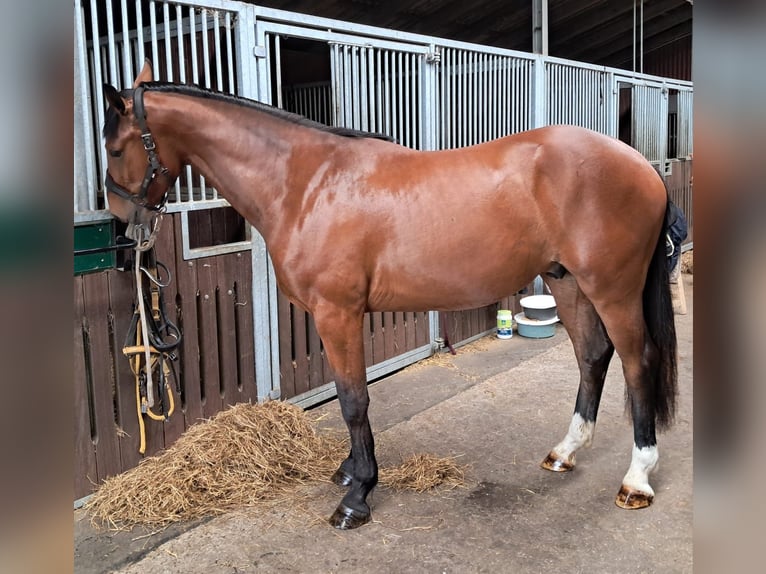 Holsteiner Wallach 4 Jahre 165 cm Brauner in Husum