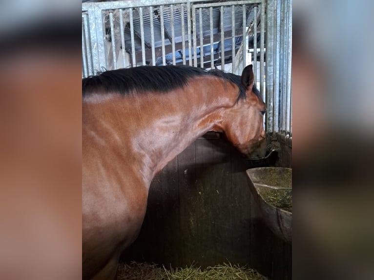 Holsteiner Wallach 4 Jahre 165 cm Brauner in Husum