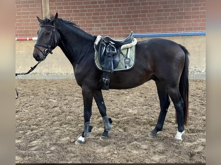 Holsteiner Wallach 4 Jahre 165 cm Dunkelbrauner in Hamm