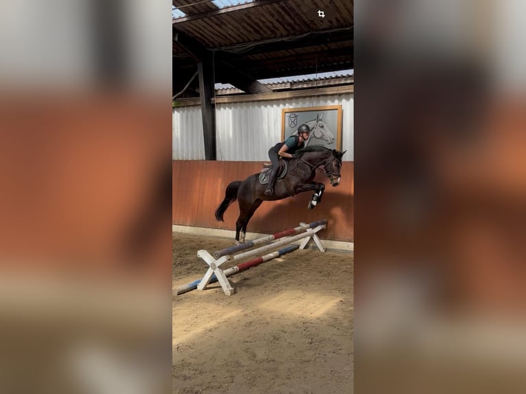 Holsteiner Wallach 4 Jahre 165 cm Dunkelbrauner in Nortorf