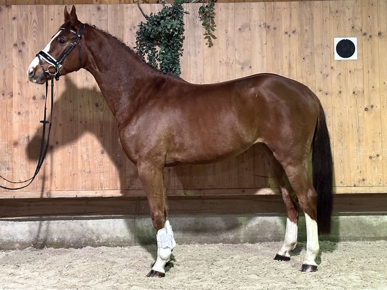 Holsteiner Mix Wallach 4 Jahre 165 cm Fuchs in Riedlingen