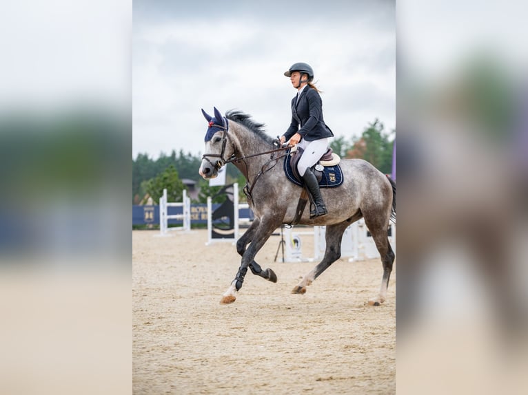 Holsteiner Wallach 4 Jahre 165 cm Schimmel in Balkasodis