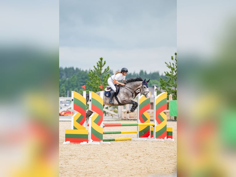 Holsteiner Wallach 4 Jahre 165 cm Schimmel in Balkasodis