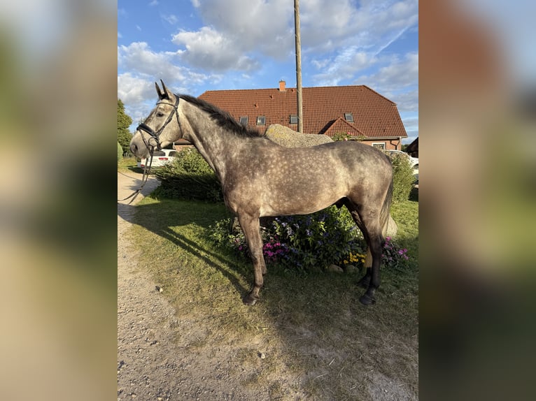 Holsteiner Wallach 4 Jahre 165 cm Schimmel in Preetz