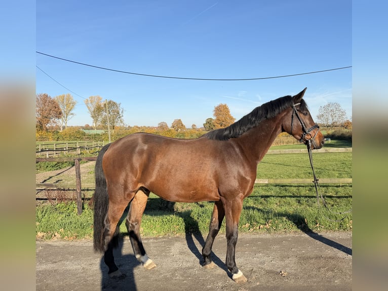Holsteiner Wallach 4 Jahre 165 cm in Timmendorfer Strand