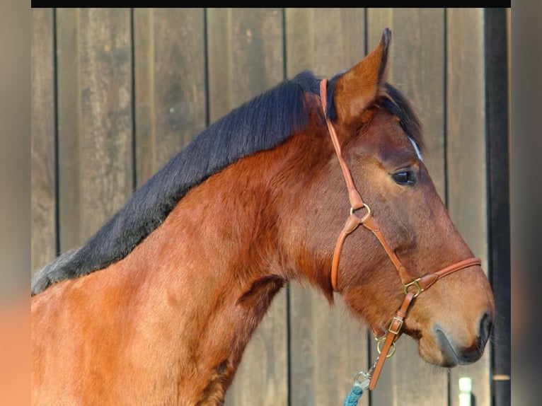 Holsteiner Wallach 4 Jahre 166 cm Brauner in Woltersdorf