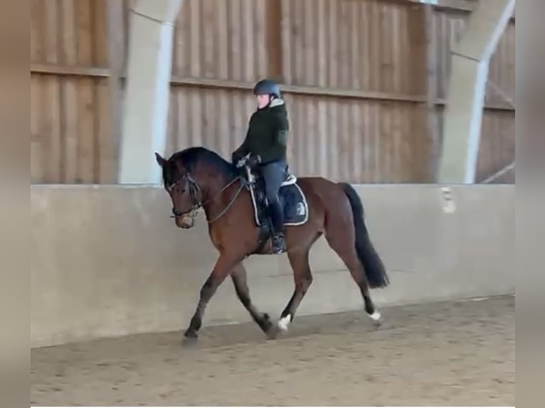 Holsteiner Wallach 4 Jahre 166 cm Brauner in Woltersdorf