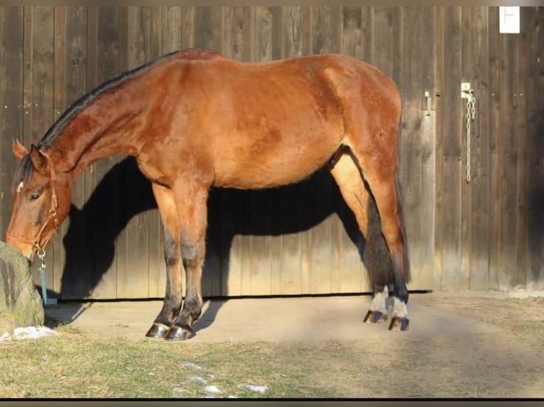 Holsteiner Wallach 4 Jahre 166 cm Brauner in Woltersdorf