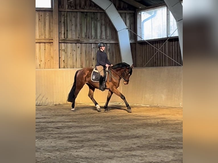 Holsteiner Wallach 4 Jahre 166 cm Brauner in WoltersdorfSchulendorf