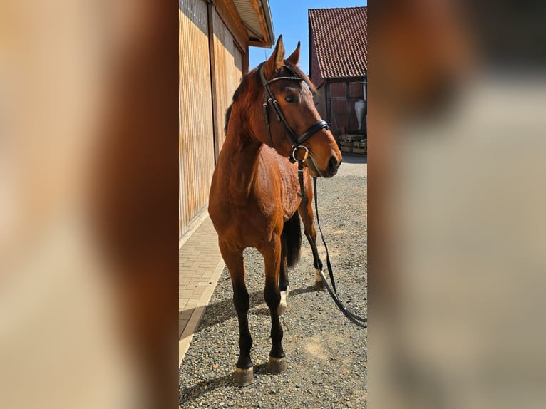 Holsteiner Wallach 4 Jahre 166 cm Brauner in WoltersdorfSchulendorf