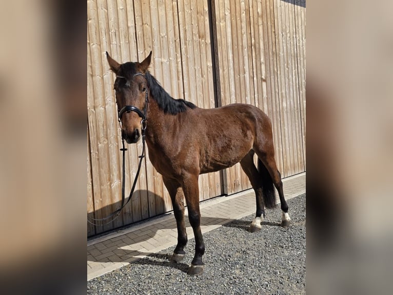Holsteiner Wallach 4 Jahre 166 cm Brauner in WoltersdorfSchulendorf